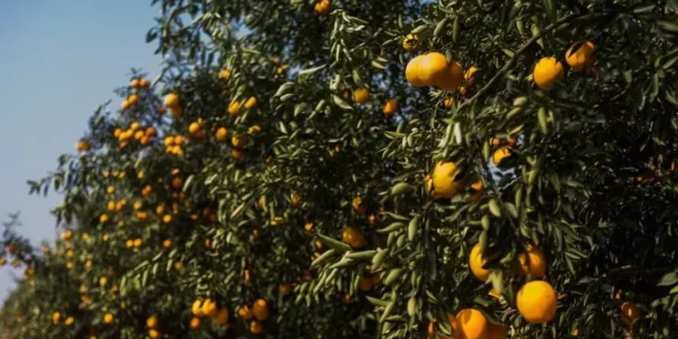 Chuvas trazem otimismo para os produtores de citros