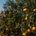 Chuvas trazem otimismo para os produtores de citros