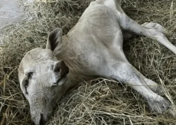 Bezerra que nasceu com 2 rostos em SC será estudada: “Raro”