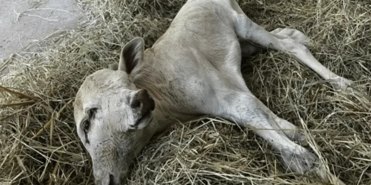 Foto: Rede Peperi/Reprodução
