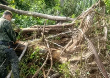 Desmatamento na Amazônia caiu 41% em agosto, aponta pesquisa