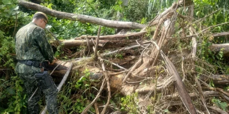 Polícia Militar Ambiental/Reprodução