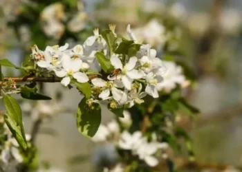 Abelhas da espécie Apis mellifera otimizam a produção de maçãs de forma natural, sem o uso de polinização artificial — Foto: Divulgação | RAR Agro & Indústria