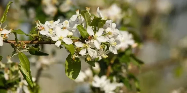 Abelhas da espécie Apis mellifera otimizam a produção de maçãs de forma natural, sem o uso de polinização artificial — Foto: Divulgação | RAR Agro & Indústria