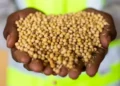 Grãos de Soja
Foto: Wenderson Araújo/CNA