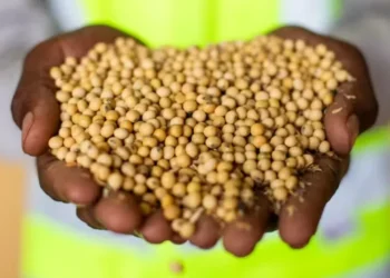 Grãos de Soja Foto: Wenderson Araújo/CNA