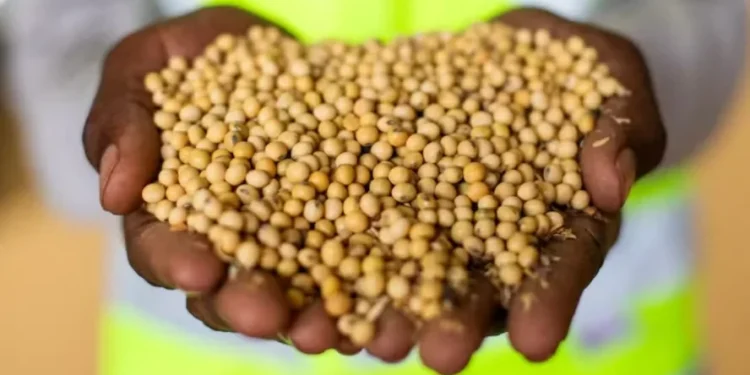 Grãos de Soja 
Foto: Wenderson Araújo/CNA