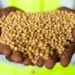 Grãos de Soja 
Foto: Wenderson Araújo/CNA