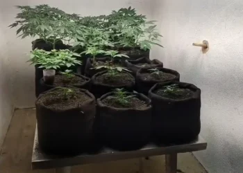 Durante a ação, foram recolhidos insumos, fertilizantes, balanças de precisão, um simulacro de pistola e uma motocicleta • Polícia Civil Alagoas