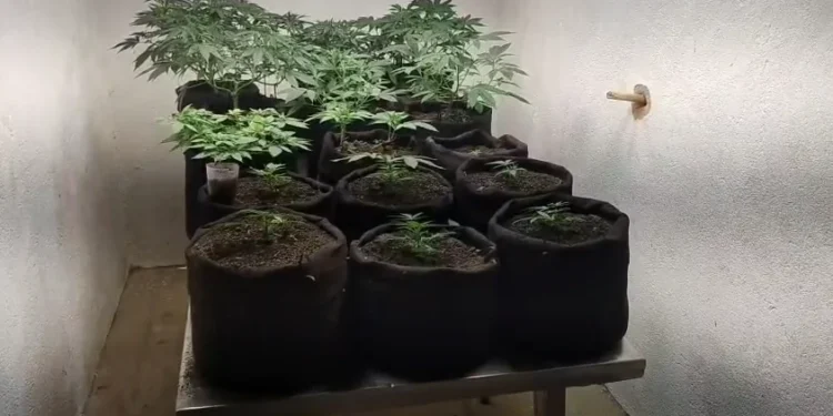Homem é preso em laboratório de cultivo de maconha em Maceió