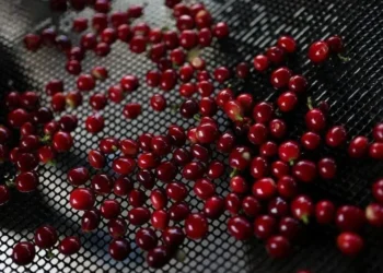 Café arábica atinge máxima em 4 meses; açúcar e cacau caem