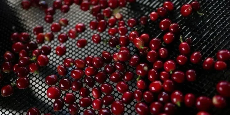 Café arábica atinge máxima em 4 meses; açúcar e cacau caem