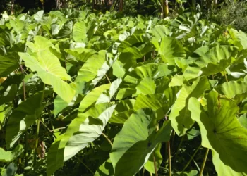 Taioba: conheça benefícios de incluir a folha no cardápio