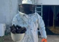 Guarda Metropolitana Ambiental remove colméia de abelhas em residência na zona rural de Palmas