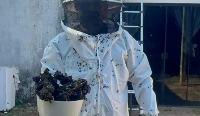 Guarda Metropolitana Ambiental remove colméia de abelhas em residência na zona rural de Palmas