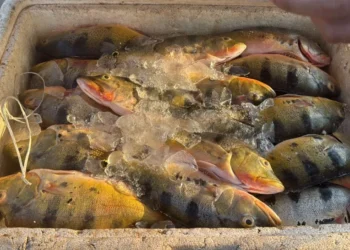 Peixes apreendidos - Foto: Ascom PMTO