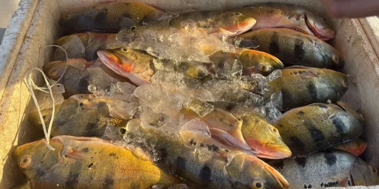 Peixes apreendidos - Foto: Ascom PMTO