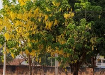 Árvores em áreas privadas ou públicas devem ser podadas com a devida autorização ambiental – Foto Regiane Rocha