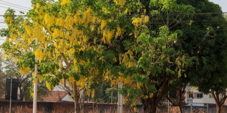 Árvores em áreas privadas ou públicas devem ser podadas com a devida autorização ambiental – Foto Regiane Rocha