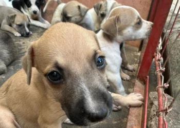 Castração garante controle populacional e prevenção de doenças impactantes na saúde dos pets – Foto Fernanda Leme