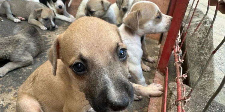 Castração garante controle populacional e prevenção de doenças impactantes na saúde dos pets – Foto Fernanda Leme