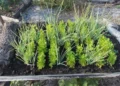 Seminário apresenta proposta de Lei de Agroecologia e Produção Orgânica do Tocantins