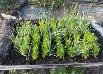 Seminário apresenta proposta de Lei de Agroecologia e Produção Orgânica do Tocantins