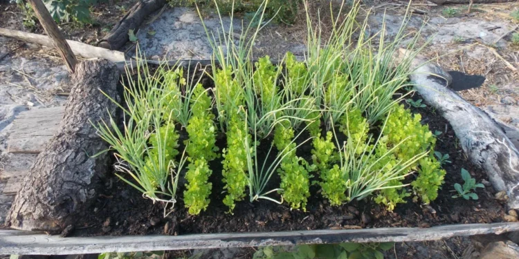 Seminário apresenta proposta de Lei de Agroecologia e Produção Orgânica do Tocantins