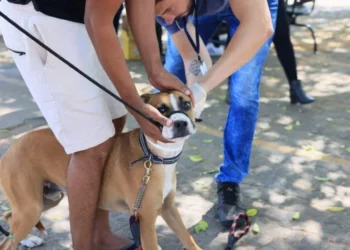 Exame será feito apenas em animais acima dos quatro meses de vida – Foto Francisco Barros