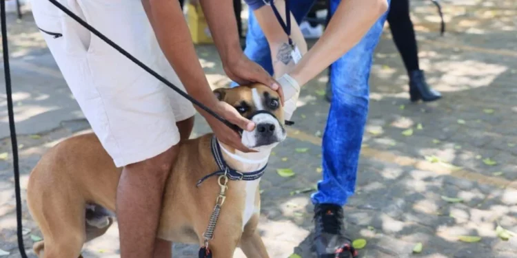 Exame será feito apenas em animais acima dos quatro meses de vida – Foto Francisco Barros