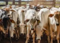 Tocantins inicia campanha de declaração pecuária que deve abranger 12 milhões de animais