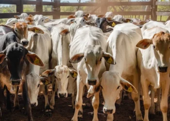 Os produtores rurais devem procurar a Adapec mais próxima e declarar todas as espécies de animais de produção