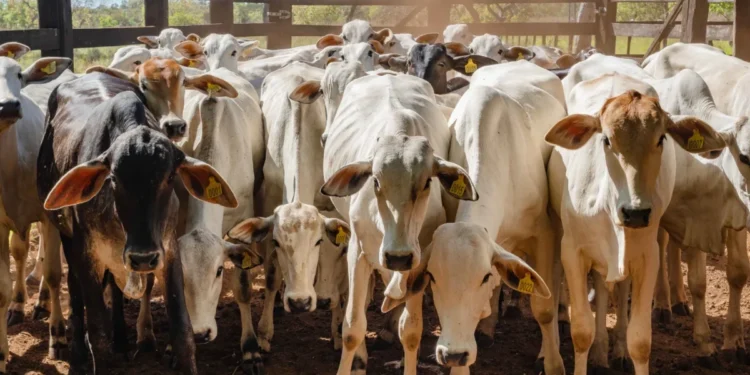 Tocantins inicia campanha de declaração pecuária que deve abranger 12 milhões de animais