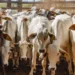 Tocantins inicia campanha de declaração pecuária que deve abranger 12 milhões de animais