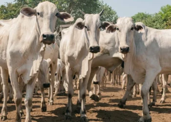 A ação é essencial para manter o status de zona livre de febre aftosa sem vacinação e garantir a segurança da pecuária estadual