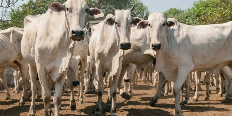 A ação é essencial para manter o status de zona livre de febre aftosa sem vacinação e garantir a segurança da pecuária estadual