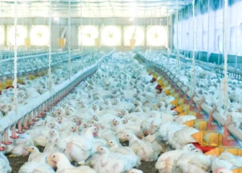 Adapec orienta produtores a manterem medidas de biosseguridade. Foto - Keven Lopes / Governo do Tocantins