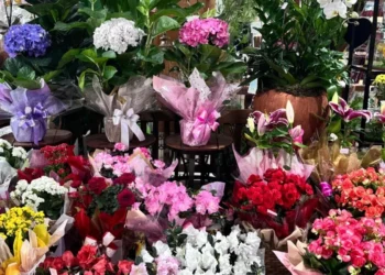 Levantamento foi feito em floriculturas e supermercados das regiões central e sul de Palmas – Foto Divulgação