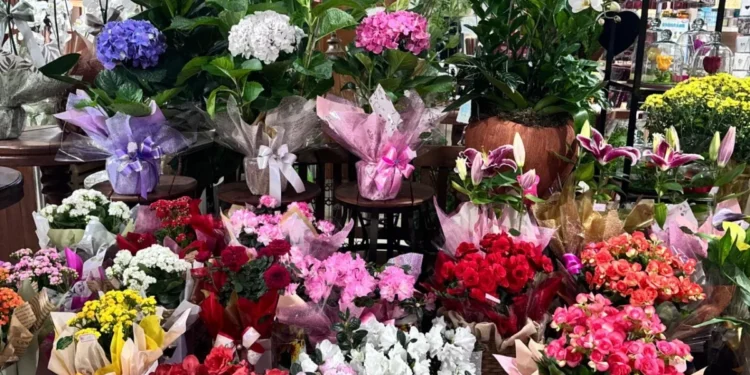 Levantamento foi feito em floriculturas e supermercados das regiões central e sul de Palmas – Foto Divulgação