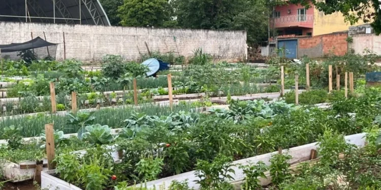 No espaço coletivo, moradores cultivam uma variedade de hortaliças – Foto Divulgação