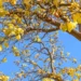 Primavera no Tocantins tem variação de clima e exige atenção com a imunidade e alimentação saudável