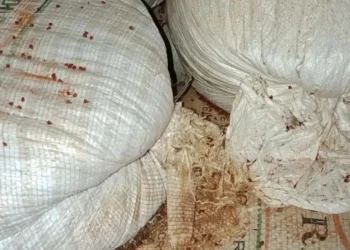 BA: vigilância sanitária encontra fezes de rato em fábricas de tempero