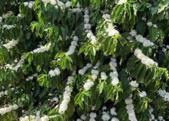 Continuidade das chuvas ajudaria a evitar o abortamento das flores que já abriram — Foto: Gustavo Facanalli/Embrapa