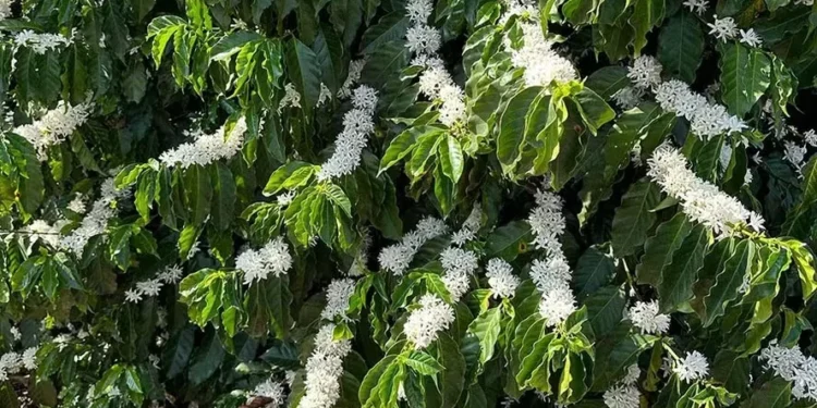 Continuidade das chuvas ajudaria a evitar o abortamento das flores que já abriram — Foto: Gustavo Facanalli/Embrapa