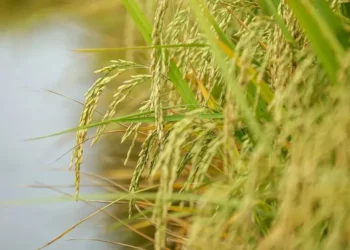 Foto:Queda nas cotações deve levar à redução da área destinada ao arroz — Foto: Gustavo Mansur/SecomRS