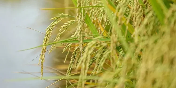 Foto:Queda nas cotações deve levar à redução da área destinada ao arroz — Foto: Gustavo Mansur/SecomRS