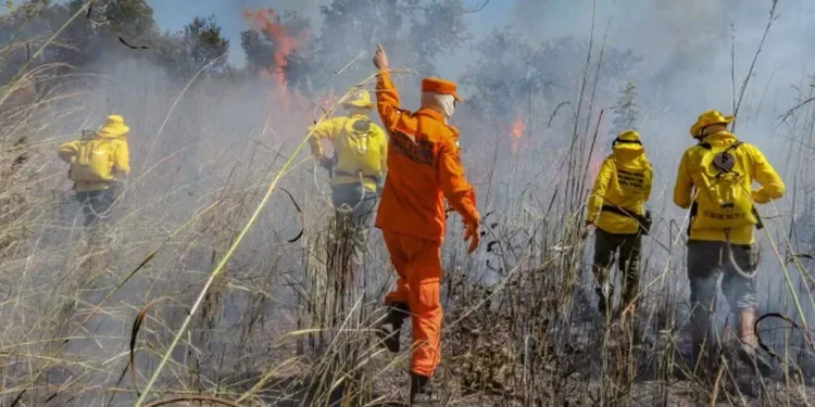Bombeiros militares e brigadistas combatem incêndio florestais — Foto: Luiz Henrique Machado/Governo do Tocantins