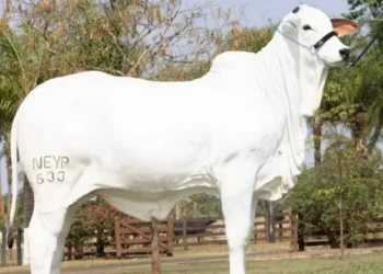 Esfinge FIV Napemo atingiu R$ 3 milhões em valor de mercado antes mesmo de nascer — Foto: Divulgação