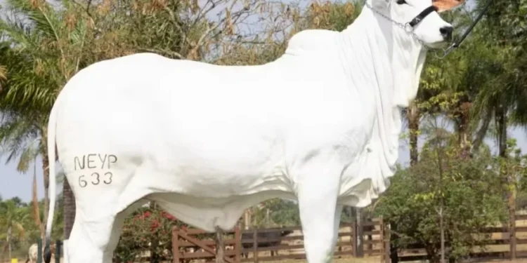 Esfinge FIV Napemo atingiu R$ 3 milhões em valor de mercado antes mesmo de nascer — Foto: Divulgação