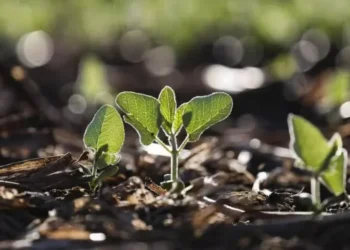 Proposta cria caminhos para reconhecer e incorporar novas técnicas de melhoramento genético — Foto: Jonathan Campos/AEN